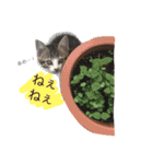 べらんだ子猫日和*（個別スタンプ：1）