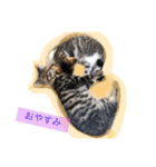 べらんだ子猫日和*（個別スタンプ：3）