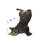 べらんだ子猫日和*（個別スタンプ：4）