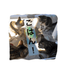 べらんだ子猫日和*（個別スタンプ：5）