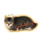 べらんだ子猫日和*（個別スタンプ：7）