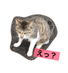 べらんだ子猫日和*（個別スタンプ：8）