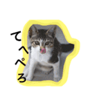 べらんだ子猫日和*（個別スタンプ：9）