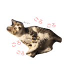 べらんだ子猫日和*（個別スタンプ：10）