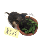 べらんだ子猫日和*（個別スタンプ：11）