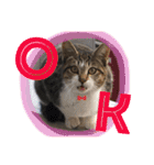 べらんだ子猫日和*（個別スタンプ：12）
