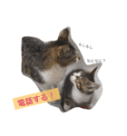 べらんだ子猫日和*（個別スタンプ：13）