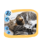 べらんだ子猫日和*（個別スタンプ：14）