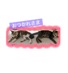 べらんだ子猫日和*（個別スタンプ：15）