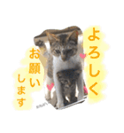 べらんだ子猫日和*（個別スタンプ：16）