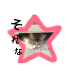 べらんだ子猫日和*（個別スタンプ：17）