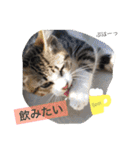 べらんだ子猫日和*（個別スタンプ：18）