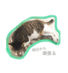 べらんだ子猫日和*（個別スタンプ：19）