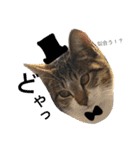 べらんだ子猫日和*（個別スタンプ：20）
