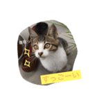 べらんだ子猫日和*（個別スタンプ：22）