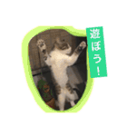 べらんだ子猫日和*（個別スタンプ：23）