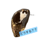 べらんだ子猫日和*（個別スタンプ：24）