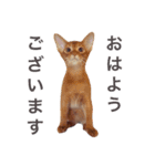 aouiair（個別スタンプ：2）