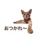 aouiair（個別スタンプ：8）