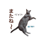 aouiair（個別スタンプ：10）