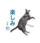 aouiair（個別スタンプ：11）