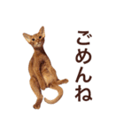 aouiair（個別スタンプ：19）