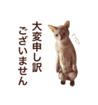 aouiair（個別スタンプ：22）