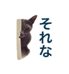 aouiair（個別スタンプ：23）