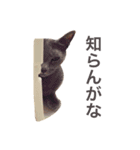 aouiair（個別スタンプ：24）
