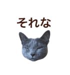 aouiair（個別スタンプ：25）
