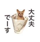aouiair（個別スタンプ：33）