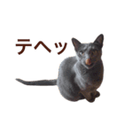 aouiair（個別スタンプ：37）