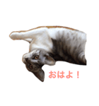 すずとりん（個別スタンプ：13）