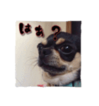 てちてち座衛門かわいい之介かわいいの神（個別スタンプ：6）