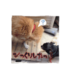 てちてち座衛門かわいい之介かわいいの神（個別スタンプ：10）