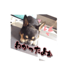 てちてち座衛門かわいい之介かわいいの神（個別スタンプ：15）