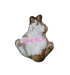 猫 ネコねこのみぃた（個別スタンプ：1）