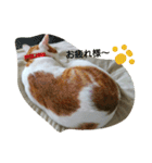 猫 ネコねこのみぃた（個別スタンプ：2）