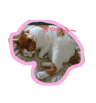 猫 ネコねこのみぃた（個別スタンプ：3）