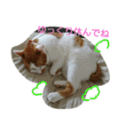 猫 ネコねこのみぃた（個別スタンプ：4）