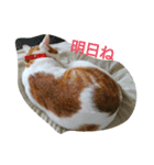 猫 ネコねこのみぃた（個別スタンプ：5）