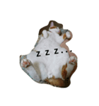 猫 ネコねこのみぃた（個別スタンプ：6）