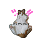 猫 ネコねこのみぃた（個別スタンプ：10）
