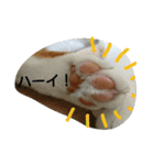 猫 ネコねこのみぃた（個別スタンプ：13）