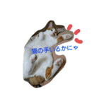 猫 ネコねこのみぃた（個別スタンプ：15）
