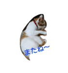 猫 ネコねこのみぃた（個別スタンプ：16）