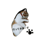 猫 ネコねこのみぃた（個別スタンプ：17）