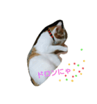 猫 ネコねこのみぃた（個別スタンプ：18）