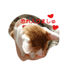 猫 ネコねこのみぃた（個別スタンプ：19）