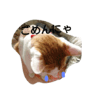 猫 ネコねこのみぃた（個別スタンプ：20）